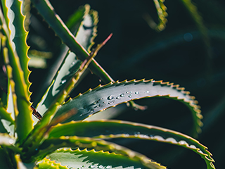 Aloe Vera