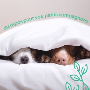 Un sommeil de qualité est nécessaire pour tout le monde. 💚✨
www.lematelasvert.fr
.
.
.
.
.
#repos #lit #animal #chien #nature #matelas #dodo #sommeil #dormir #chambre #mignon